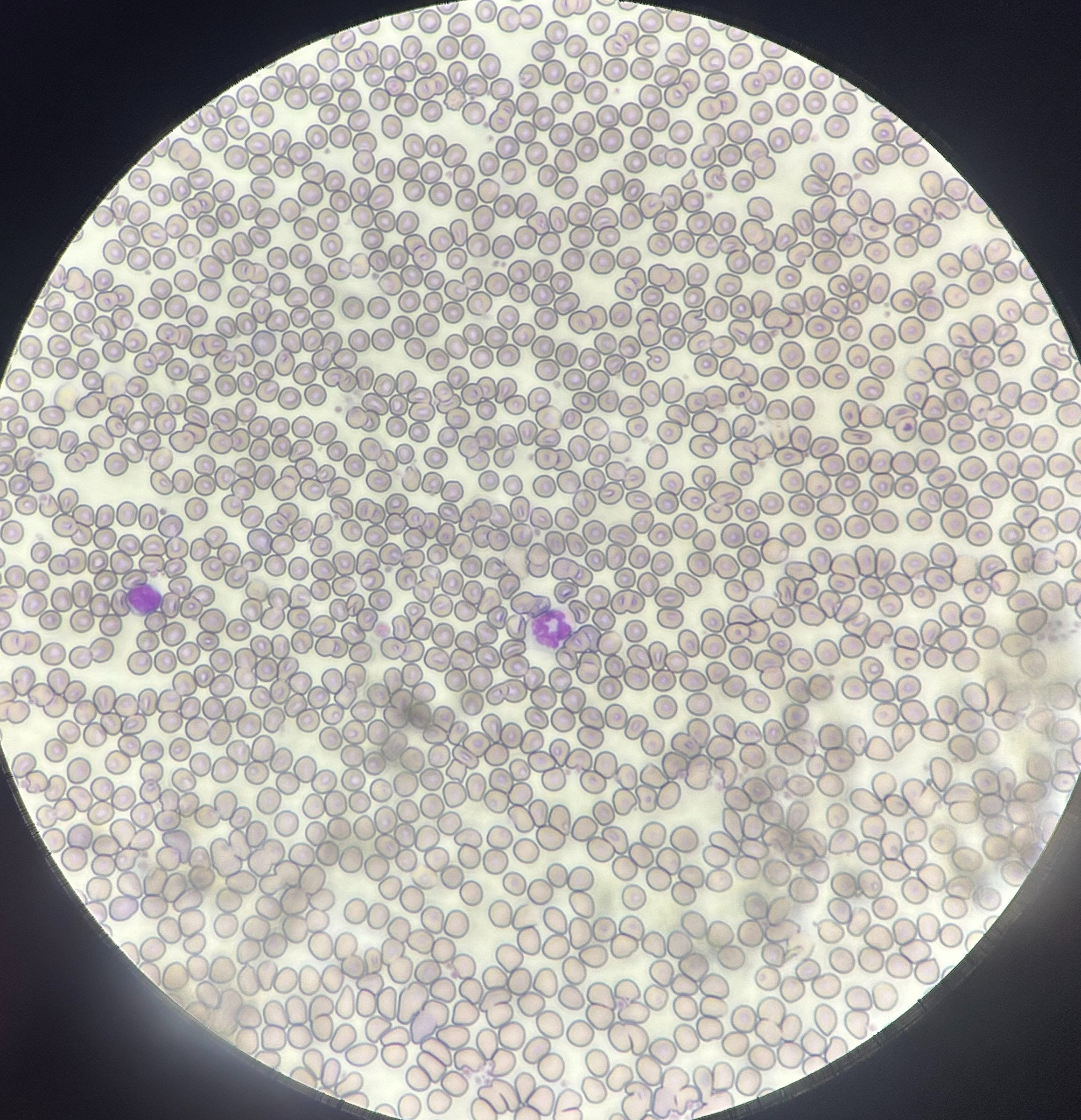 8D8463A1-4683-46D8-B2BC-D04FD1892273